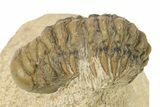 Bargain, Crotalocephalina Trilobite - Foum Zguid, Morocco #274859-3